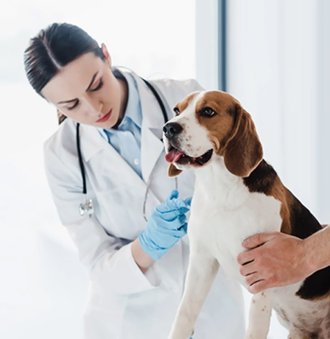 Zeytinburnu Veteriner