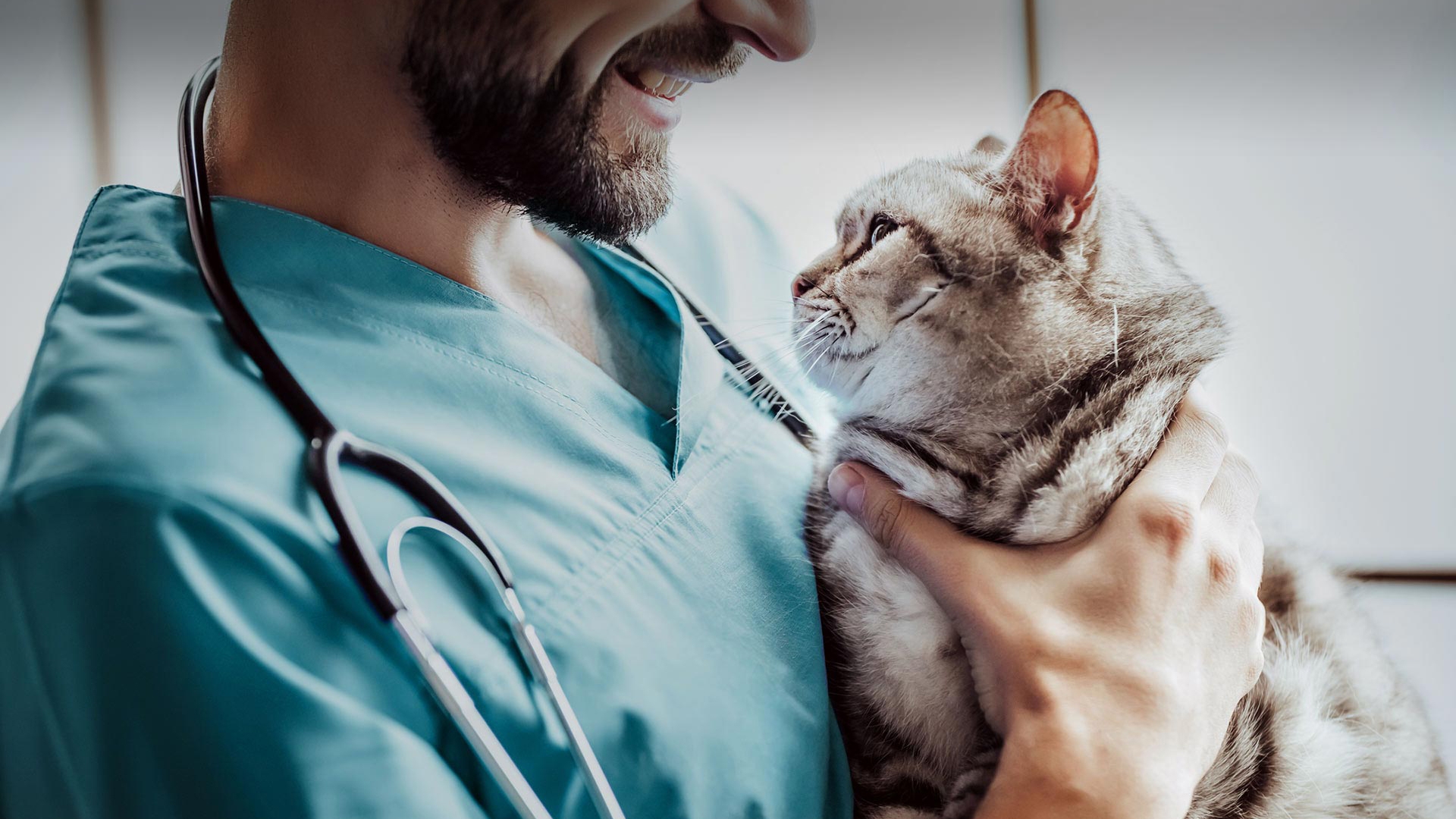 Zeytinburnu Veteriner